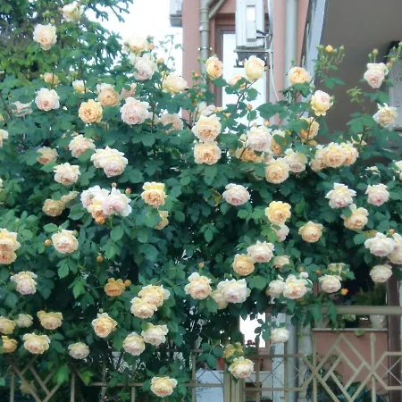 Ani Bulgarian Black Sea Coast Open To October * Sveti Vlas